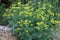 Common rue or herb of grace Ruta graveolens herbal plant in th