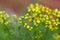 Common rue plant (Ruta graveolens)