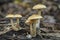 The Common Rustgill Gymnopilus penetrans is an inedible mushroom