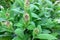 Common sage plant, aromatic herb and spice. Salvia officinalis in the garden