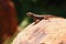 Common Sagebrush Lizard, Sceloporus graciosus, on Rock, Zion National Park, Utah, Desert Southwest, USA