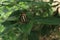 A common sailer butterfly folding its wings while perch on a green leaf