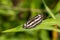 Common Sailer Neptis hylas perching on plant