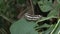 A Common sailor butterfly perched on top of a wild leaf surface edge