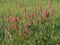 Common sainfoin blooming plant, Onobrychis viciifolia