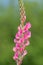 Common sainfoin onobrychis viciifolia