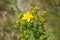 Common Saint John`s wort