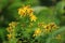 Common Saint John`s wort, St John`s wort, yellow wildflower, medicinal herb, in bloom.