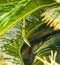 Common salamander in the palm tree