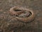 Common sand boa, Gongylophis conucus, non venomous, common, Saswad, Maharashtra