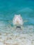 Common sand diver, Synodus intermedius. CuraÃ§ao, Lesser Antilles, Caribbean