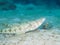 Common sand diver, Synodus intermedius. CuraÃ§ao, Lesser Antilles, Caribbean