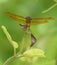 Common Sand Dragon Dragonfly on a Brown Leaf Seen From Behind