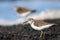 Common Sandpiper