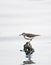 Common Sandpiper