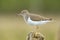 The Common Sandpiper