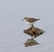 Common Sandpiper