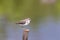 Common sandpiper (actitis hyperluecos)