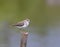 Common sandpiper (actitis hyperluecos)