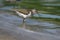 Common Sandpiper Actitis hypoleucos