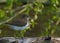 Common Sandpiper Actitis hypoleucos