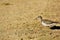 Common sandpiper or the Actitis hypoleucos