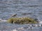 A Common Sandpiper - Actitis hypoleucos - in the Scottish Highlands