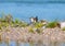 The common sandpiper Actitis hypoleucos sits in the sand against the background of blue water