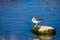 A common sandpiper bird, long beak brown and white, resting on a rock in brackish water in Malta