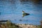 A common sandpiper bird, long beak brown and white, resting on a rock in brackish water in Malta