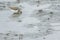 Common Sandpiper foraging in mud