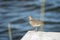 Common sandpiper is perched on a concrete