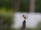 Common sandpiper on post