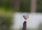 Common sandpiper on post