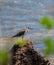 Common Sandpiper in pozhikkara Beach Kollam