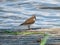 Common sandpiper standing with water background. It has greyish-brown upperparts, white underparts, short dark-yellowish legs and