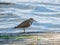 Common sandpiper standing with water background. It has greyish-brown upperparts, white underparts, short dark-yellowish legs and