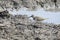 Common Sandpiper walking on the muddy bank of a lake search for