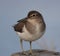 Common Sandpiper on the wall