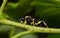 Common Sawfly Macrophya bifasciata on a plant stem.