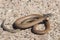 Common Scaly-foot legless lizard