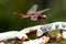 Common Scarlet (Crocothemis servilia) dragonfly