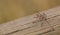 A Common Scarlet Darter on a log