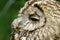Common scops owl