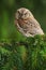 Common Scops Owl, Otus scops, little owl in the nature habitat, sitting on the green spruce tree branch, forest in the background,
