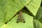 Common Scorpion Fly Panorpa communis