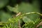 Common Scorpion Fly Panorpa communis