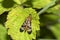 Common scorpion insect on a leaf