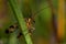 Common Scorpionfly Panorpa communis.