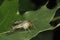 Common Scorpionfly (Panorpa communis)